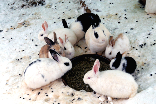토끼가족의 눈밭 생활