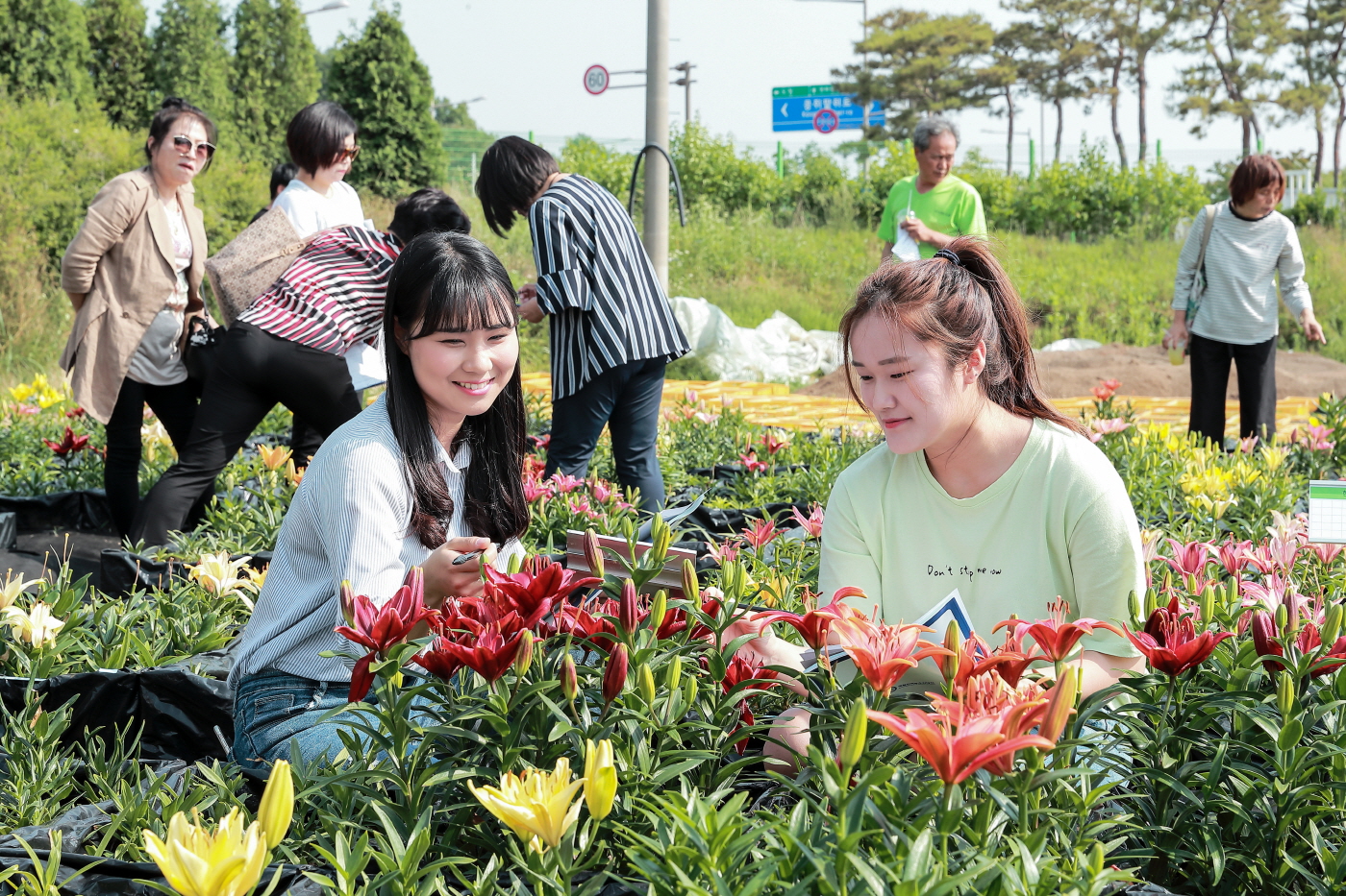 분화 조경용 아시아틱 나리 품평회 관련 사진 (1)
