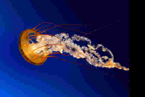 Jellyfish